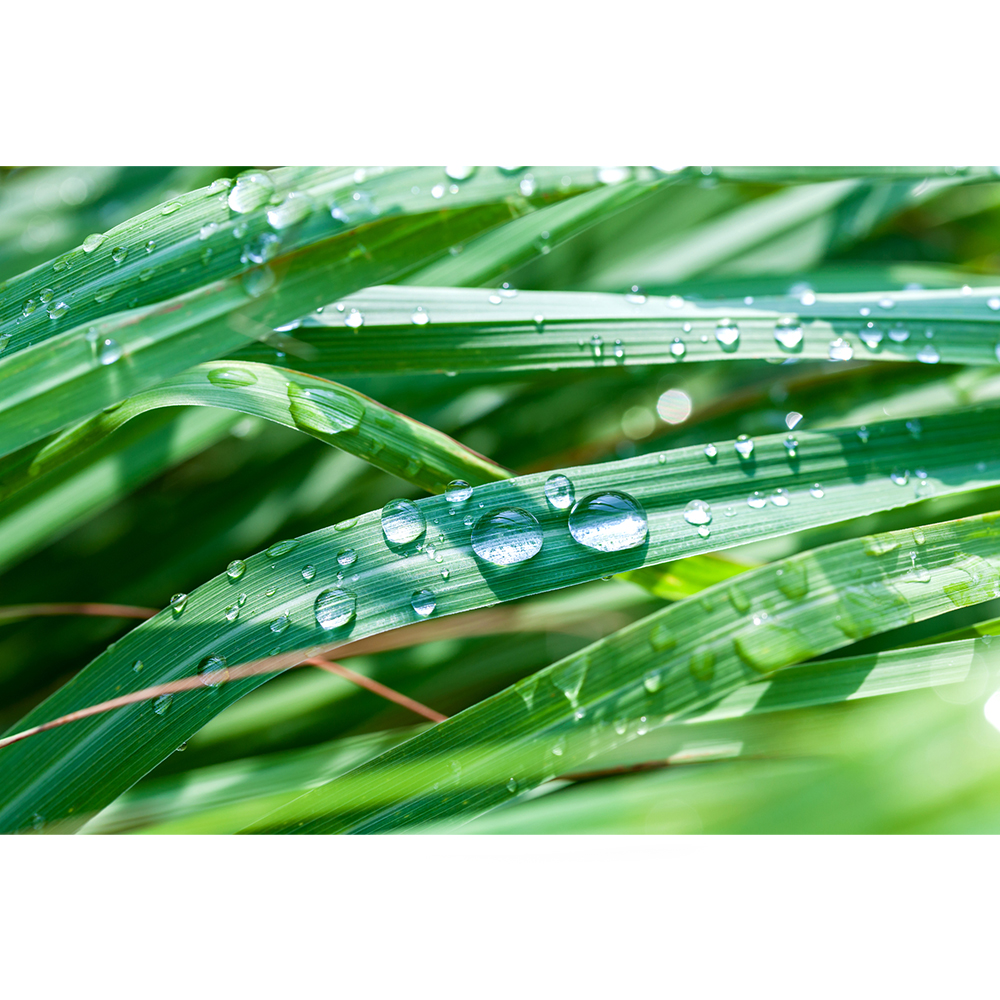 Bio-Safe-One-Inc-Lemongrass-soap-1x-Front-organic-soap-Lemongrass-soap-All-natural-soap-handmade-soap-bali-soap-dove-soap-bar3