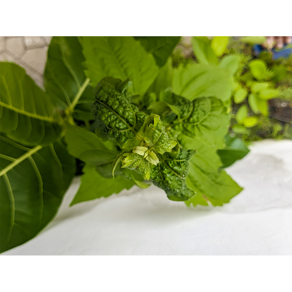 Bio-Safe-One-Inc-Patchouli-Power-soap-1x-Front-organic-soap-Patchouli-soap-All-natural-soap-handmade-soap-bali-soap-dove-soap2