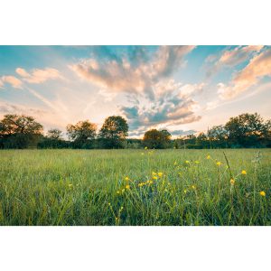 Bio-Safe-One-Inc-Powerful-Prairie-Sage-soap-1x-Front-organic-soap-prairie-sage-soap-All-natural-soap-handmade-soap-bali-soap-dove2