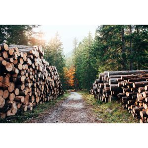 Bio-Safe-One-Inc-Woodland-Wander-organic-soap-1x-Front-organic-outdoors-soap-All-natural-soap-handmade-soap-bali-soap-dove-soap2