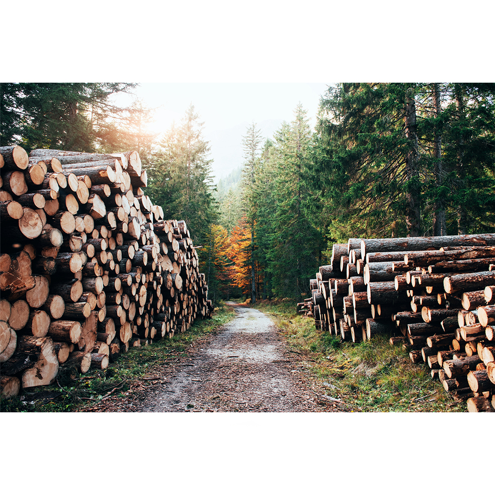 Bio-Safe-One-Inc-Woodland-Wander-organic-soap-1x-Front-organic-outdoors-soap-All-natural-soap-handmade-soap-bali-soap-dove-soap2